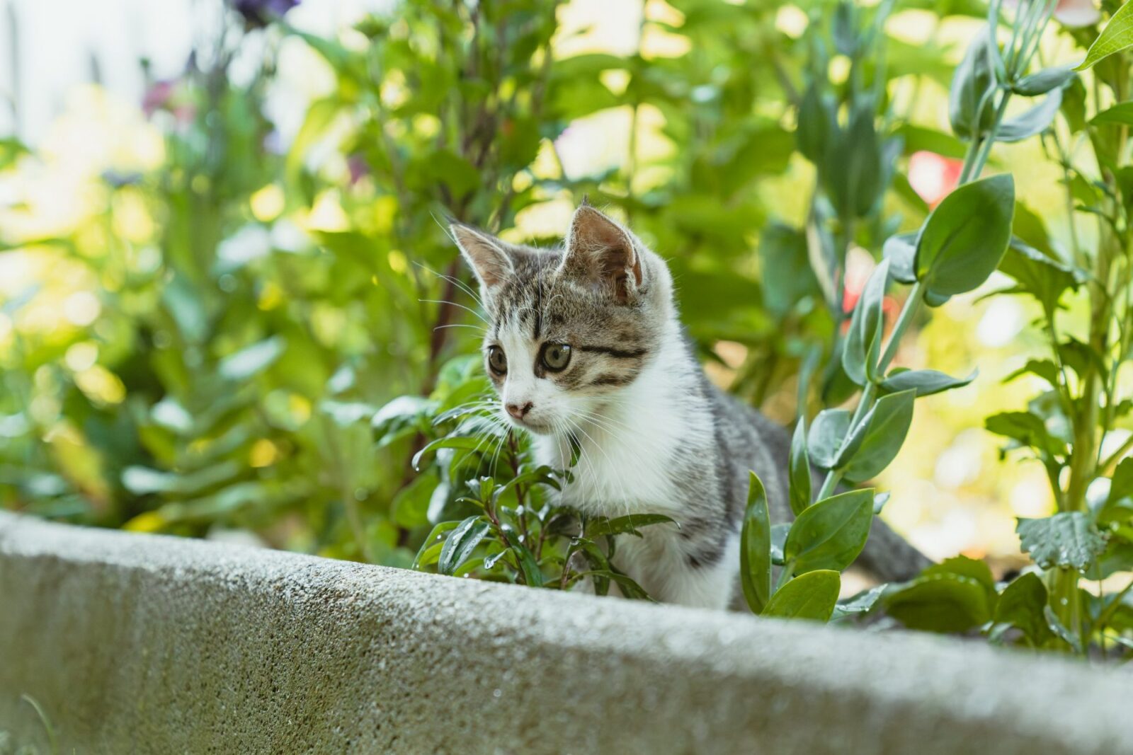 Hofkatze am HauserHof